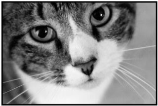 Student Pet Art