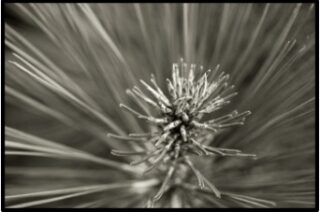 Close up photo of plant.