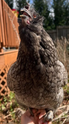 Luna's chicken Wanning